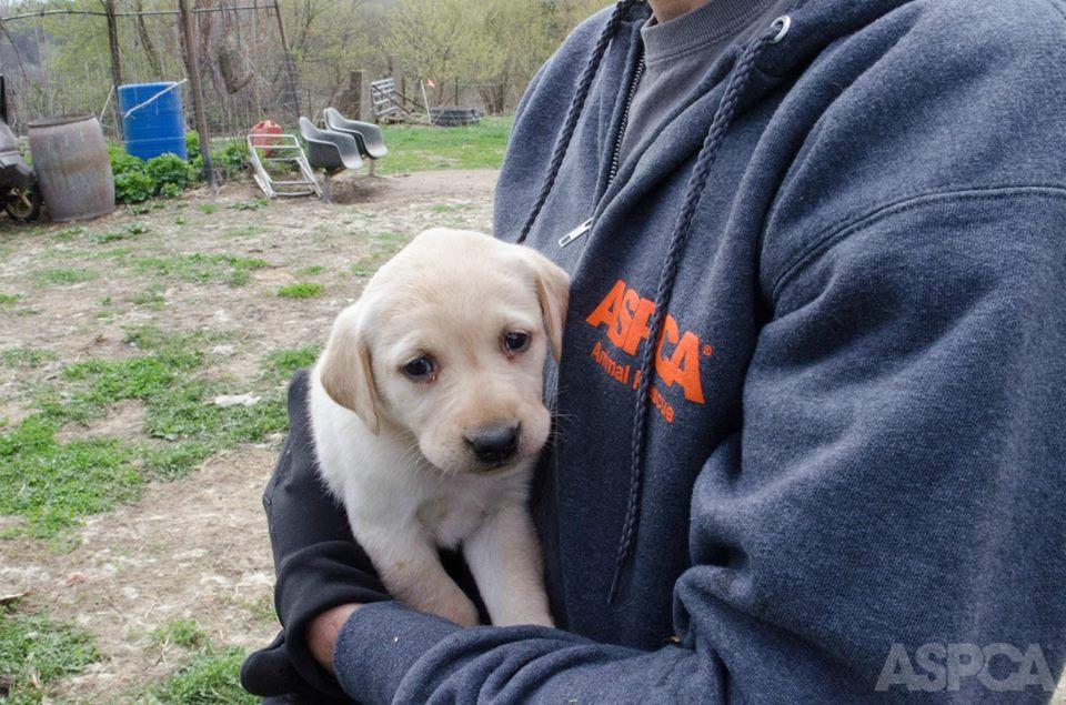 puppymill_pierce_04.jpg