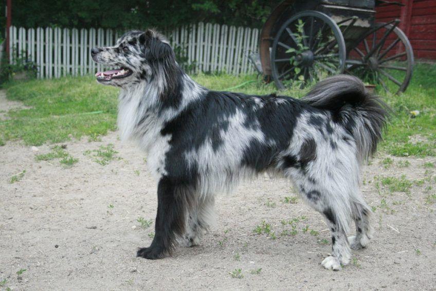 Owczarek pirenejski o umaszczeniu blue merle