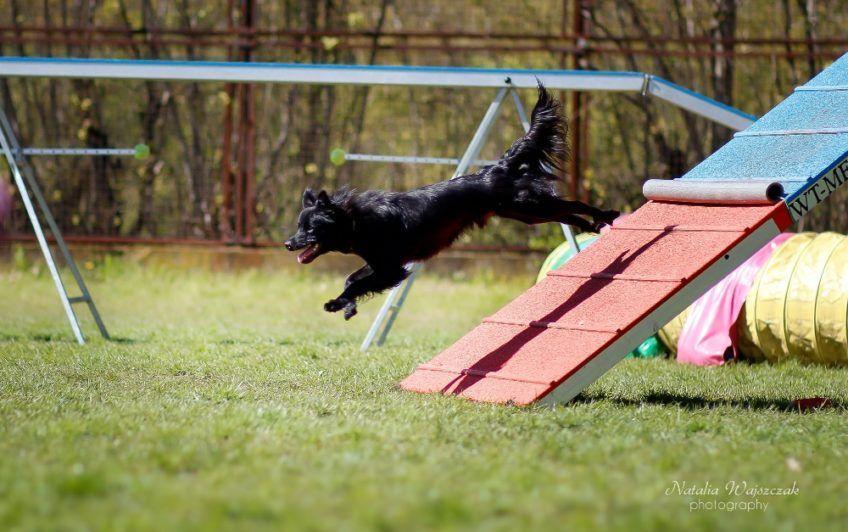 Owczarek pirenejski pokonujący palisadę na agility