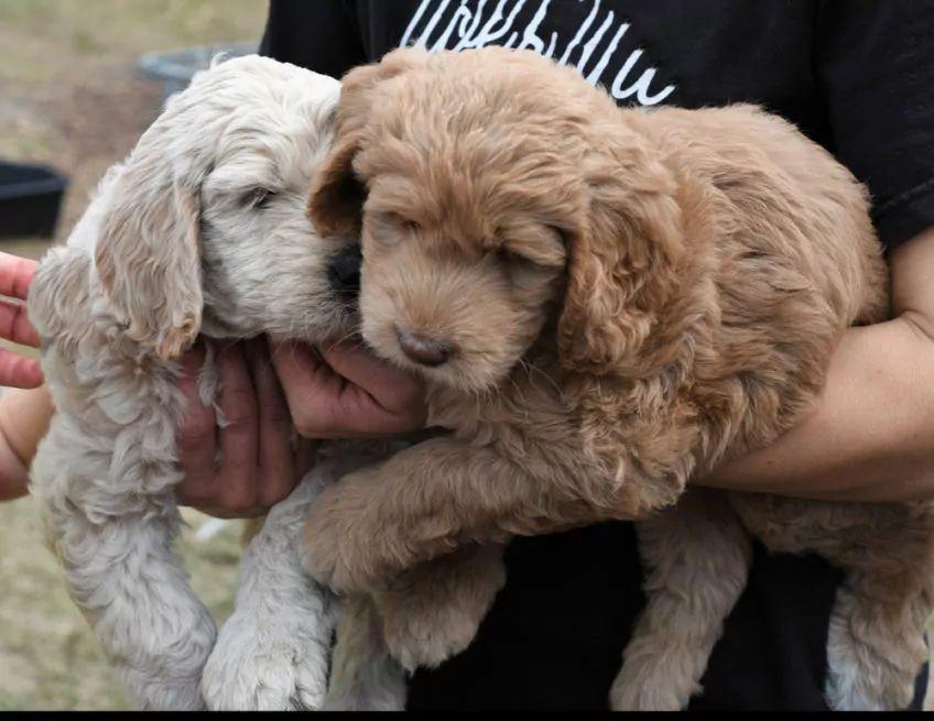 rasa labradoodle