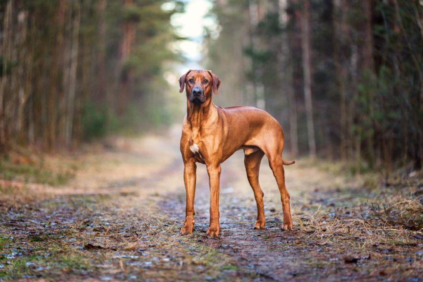 rhodesian ridgeback