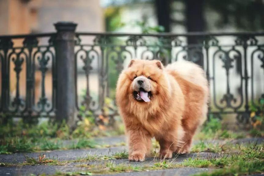 rudzielce chow chow