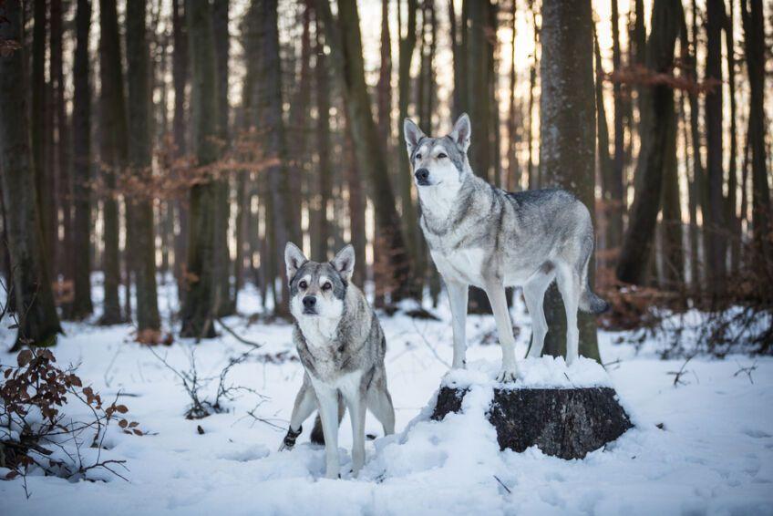 saarlooswolfhond