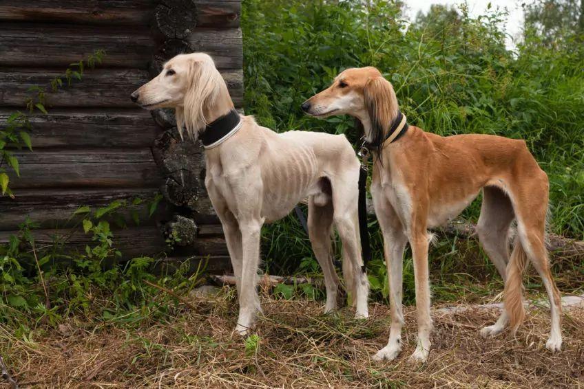 Dwa saluki stojące koło starej chaty