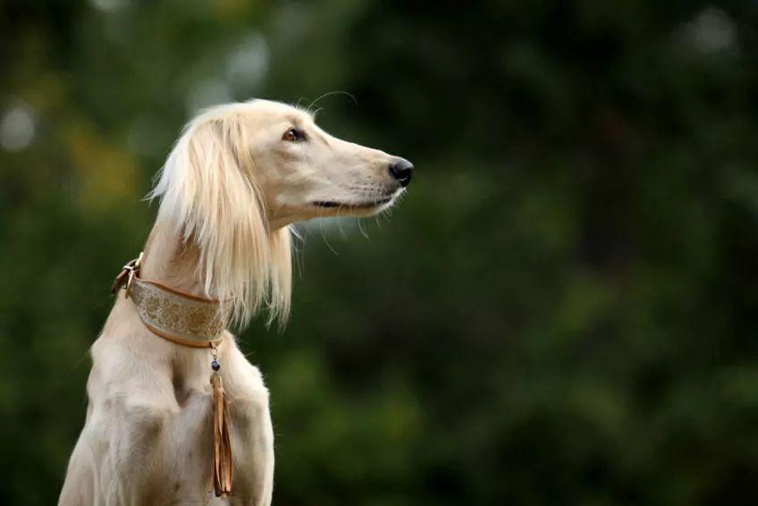 Portret saluki z profilu