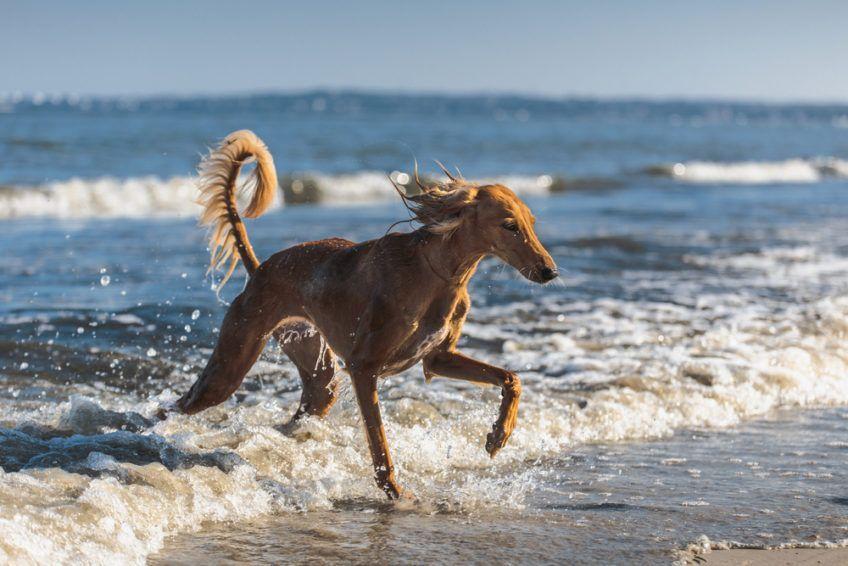 Saluki biegnący w przybrzeżnej wodzie morskiej
