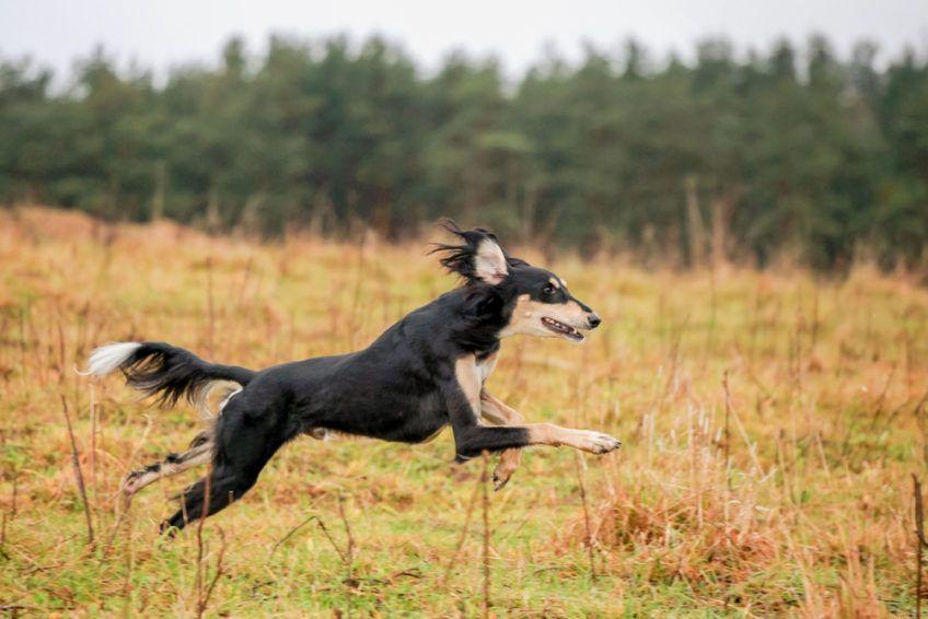 Saluki biegnący po łące