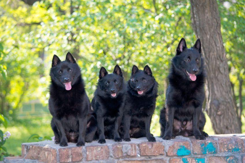 Cztery schipperki siedzące na murku