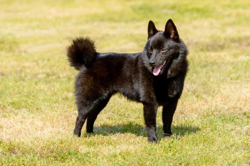 Schipperke stojący na trawie