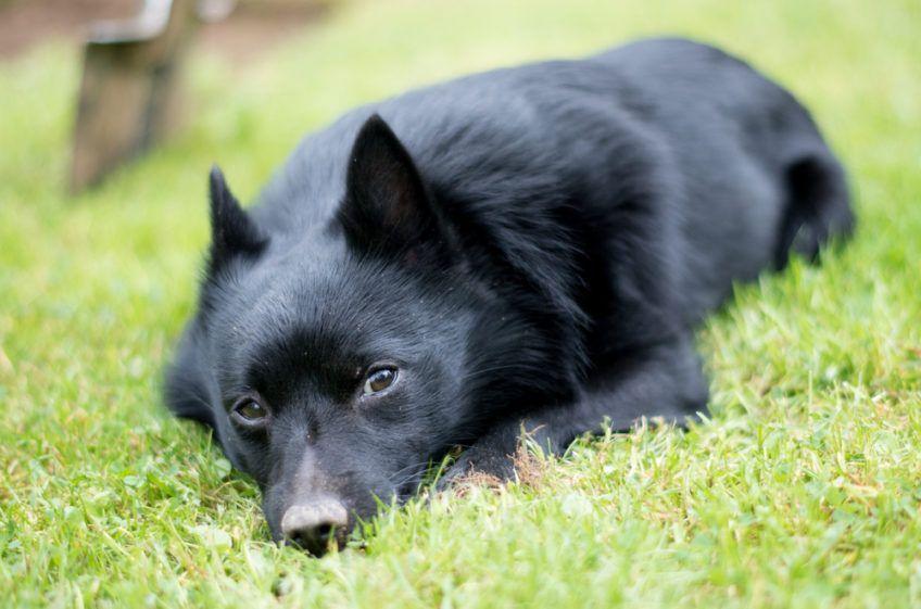 Schipperke leżący na trawie