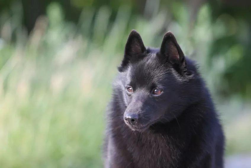 Portret schipperke