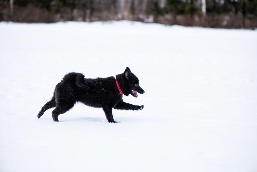 Szczenię schipperke biegnące po śniegu