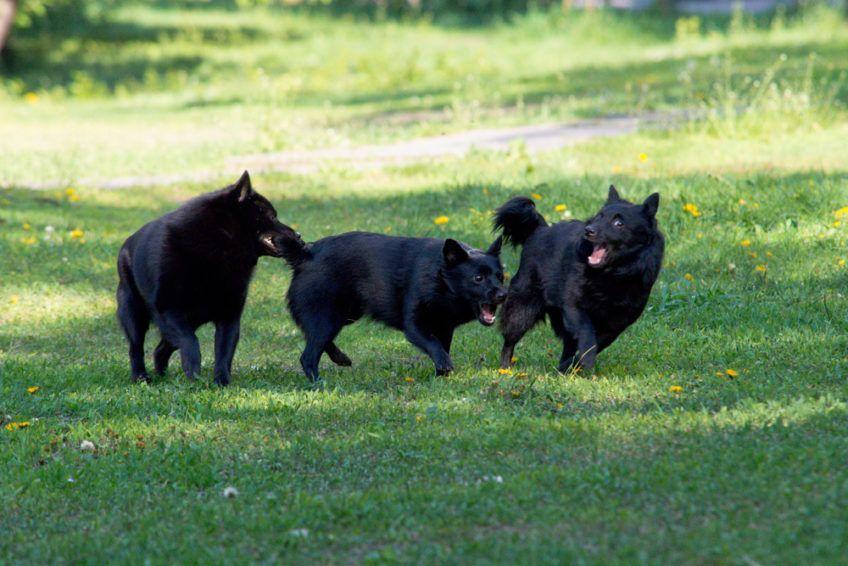 Trzy schipperki bawiące się na trawie