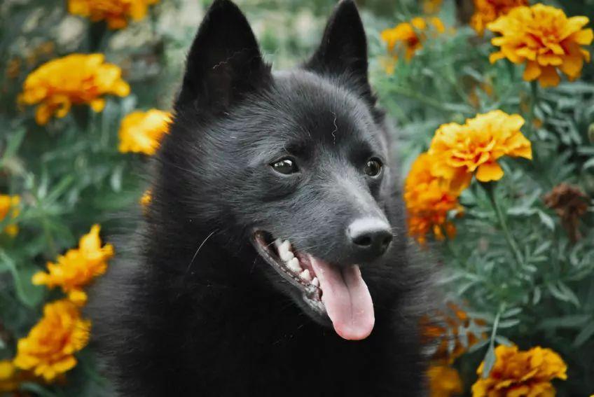 Portret schipperke na tle pomarańczowych kwiatów
