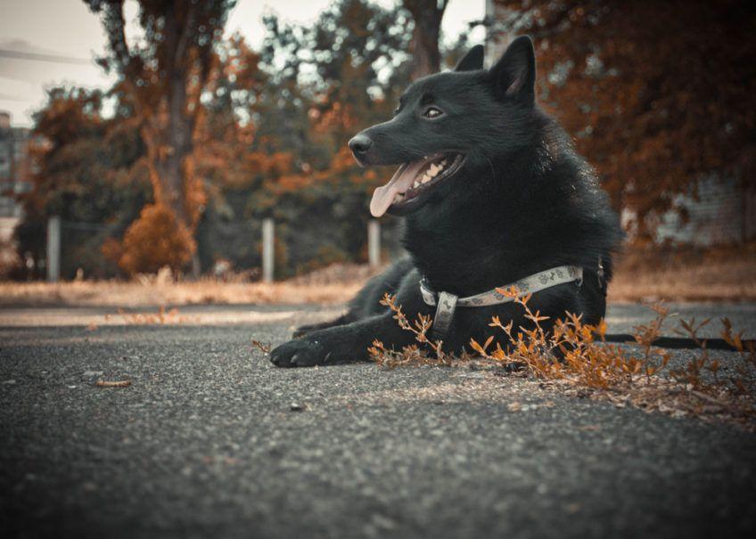 Schipperke leżący na asfalcie