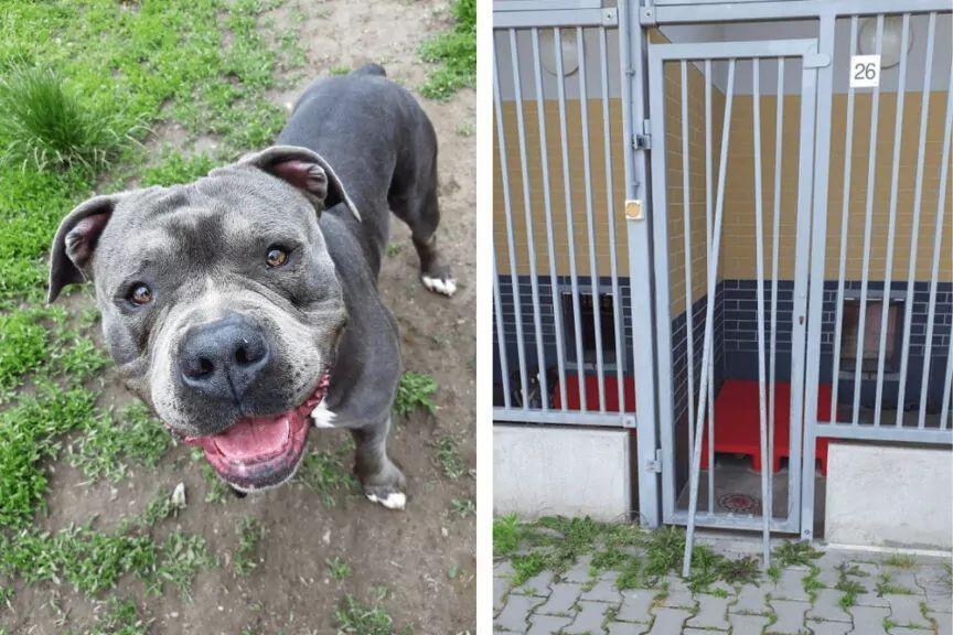 Ares skradziony z wrocławskiego schroniska