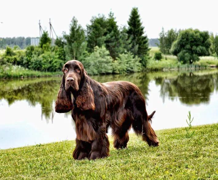 Field spaniel