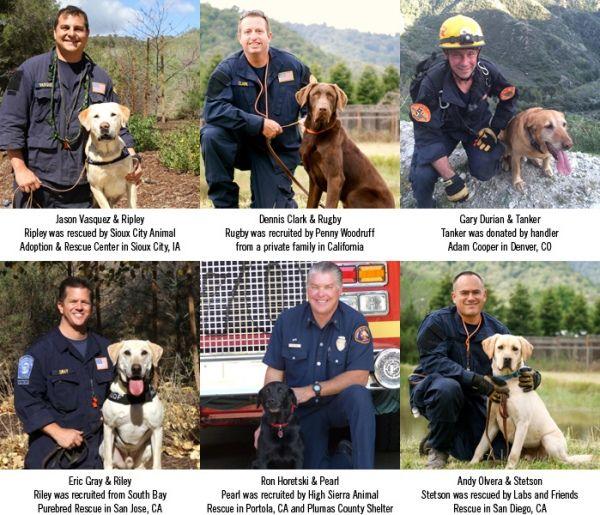 sdf-group_dogs.jpg