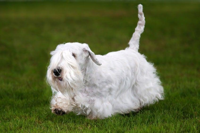 sealyham terrier w ruchu