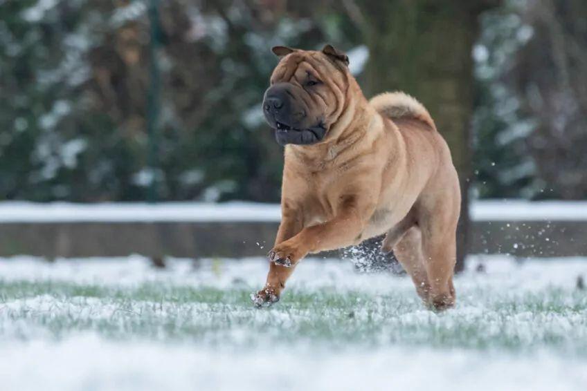 shar pei