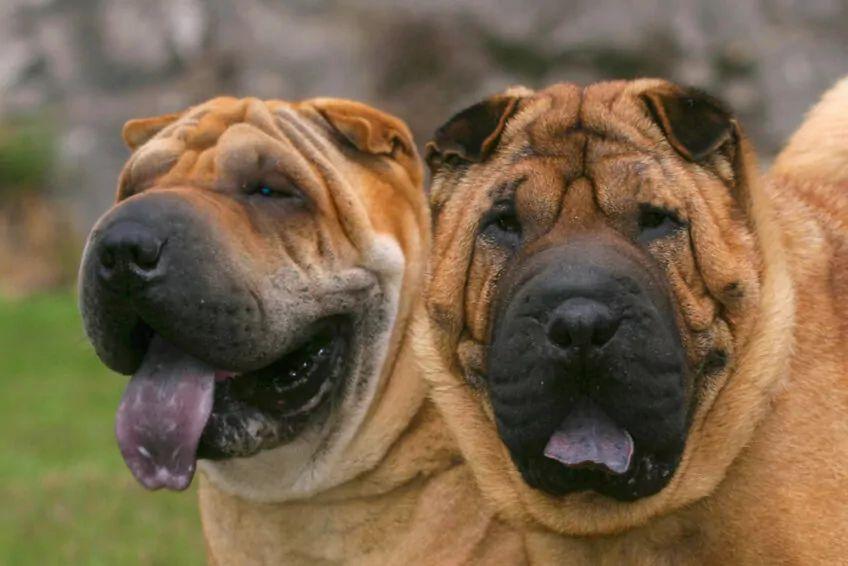 shar pei