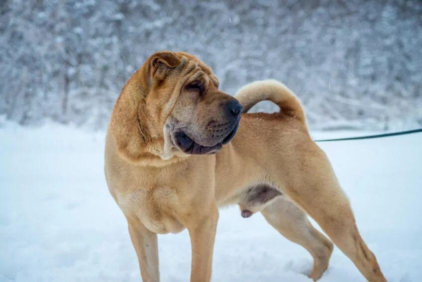 shar pei