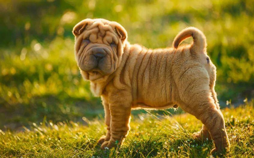 shar pei