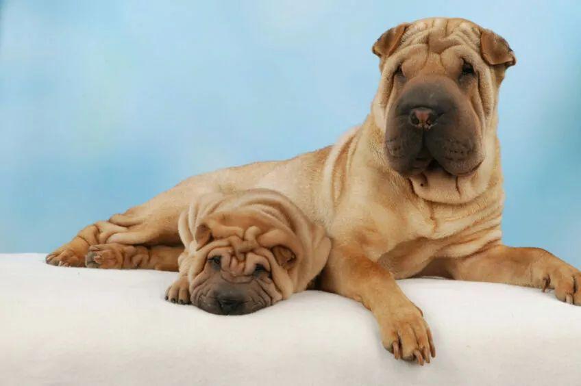 shar pei