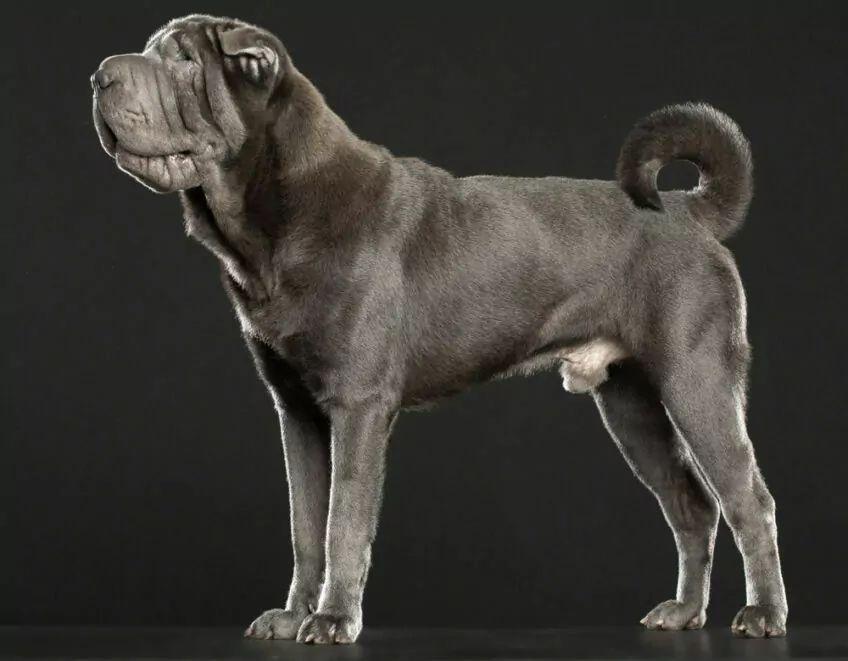 shar pei