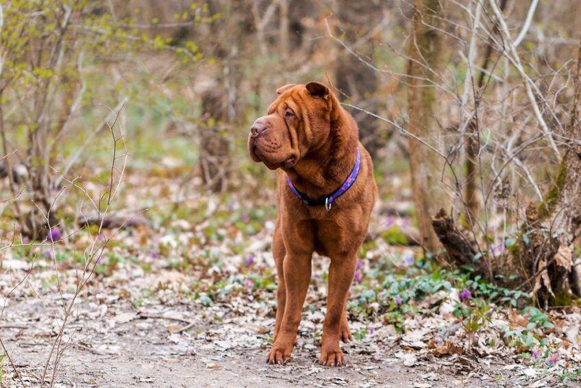 shar pei