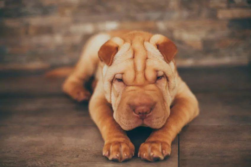 shar pei leży na podłodze