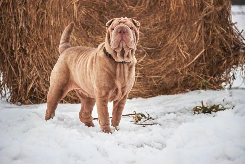 shar pei