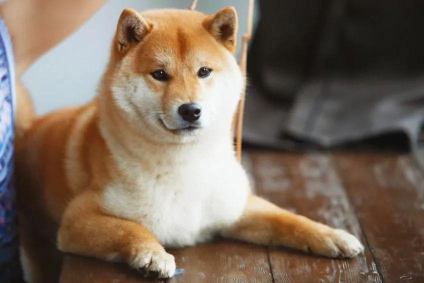 leżący shiba