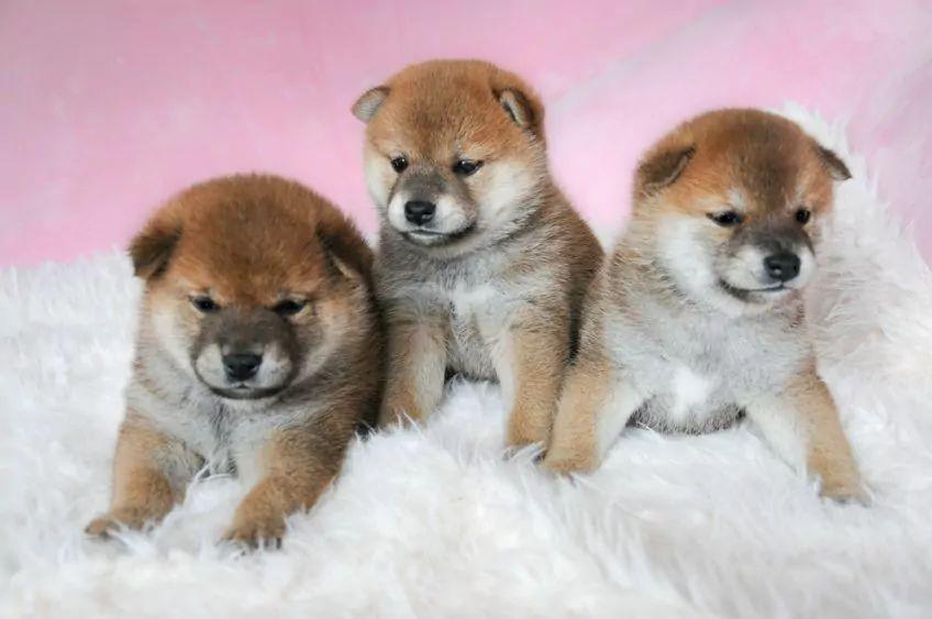 Trzy szczenięta shiba