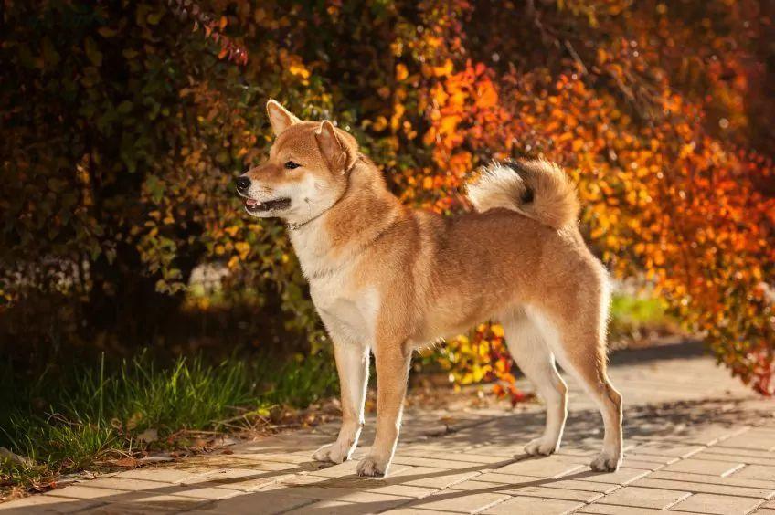 Stojący shiba