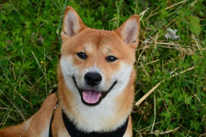 Uśmiechnięty shiba