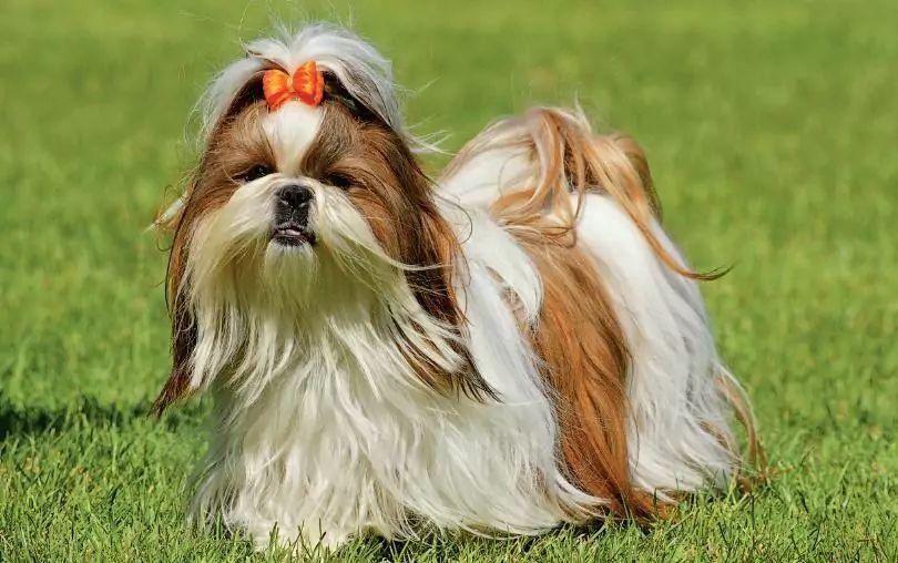 Shih tzu stoi na trawie