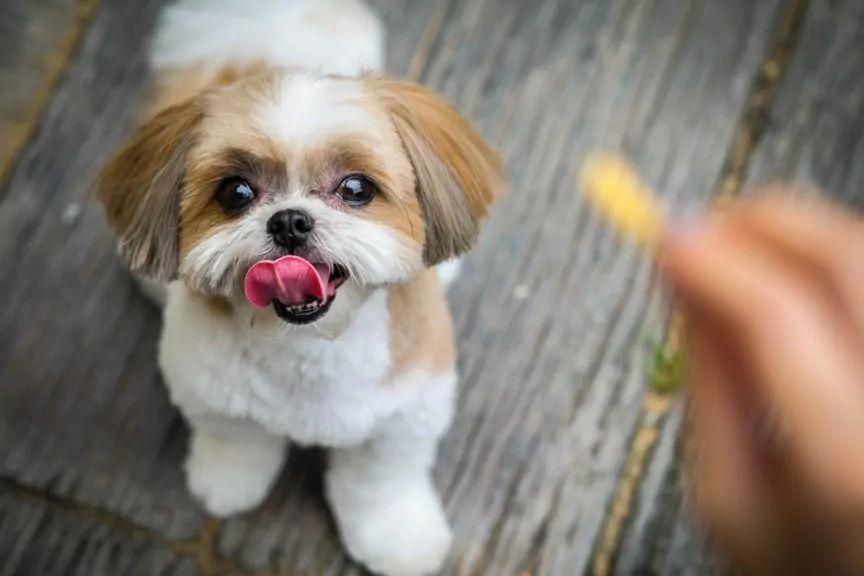 shih tzu załatwia się w domu