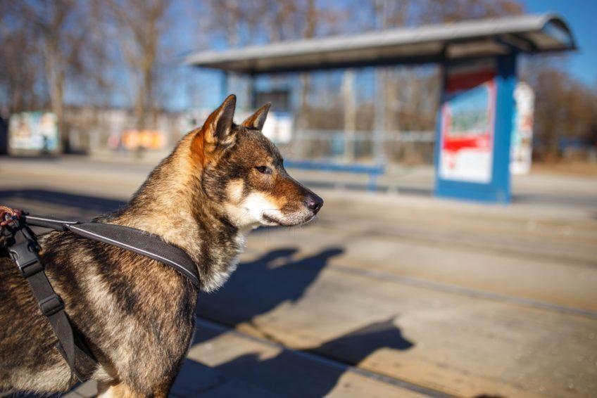 Portret shikoku na spacerze w mieście