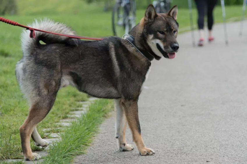 Stojący shikoku