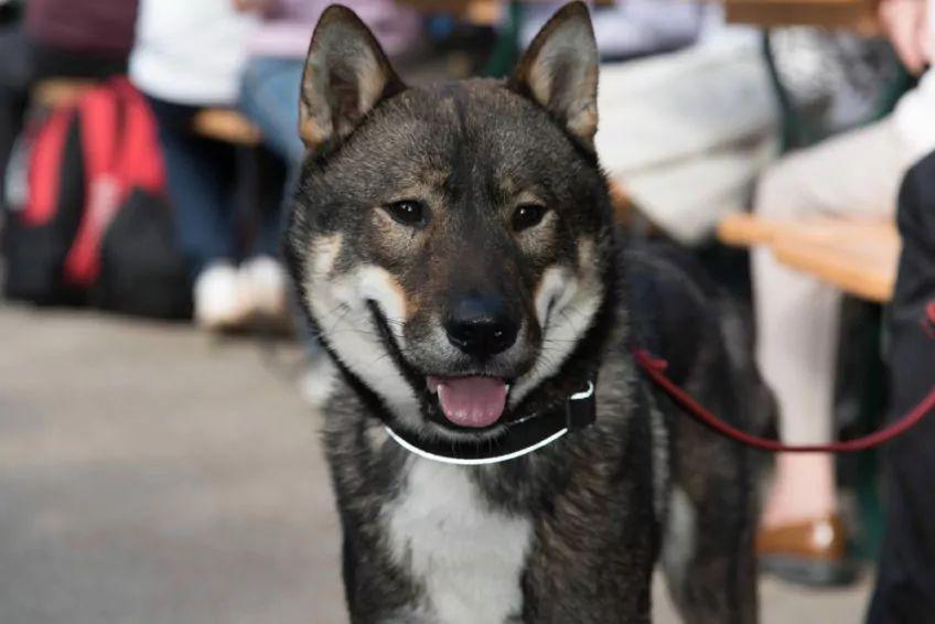 Portret shikoku