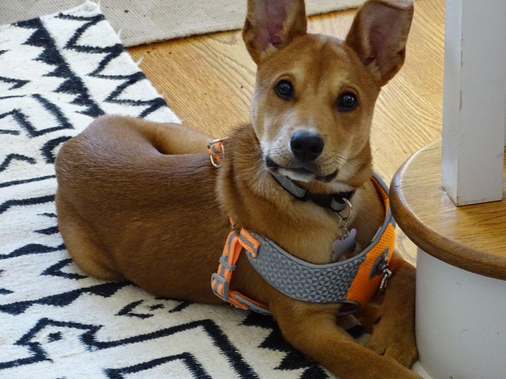 Predator Prey pies z Karoliny Carolina dog