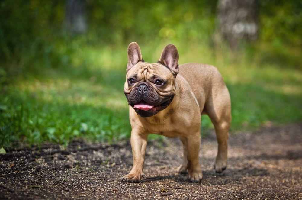 buldog-francuski