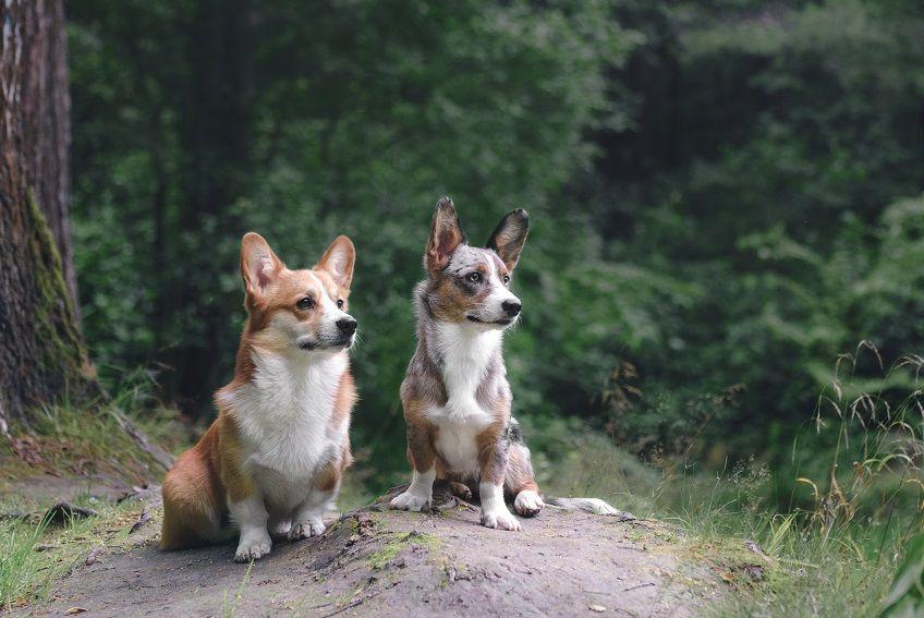 welsh corgi pembroke