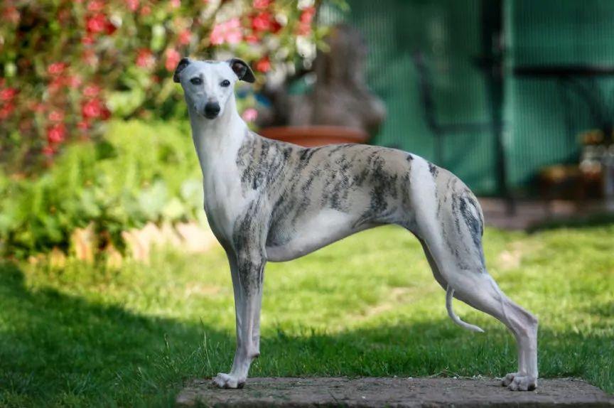 Whippet w pozie wystawowej