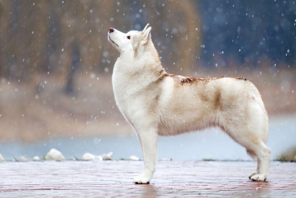 siberian-husky