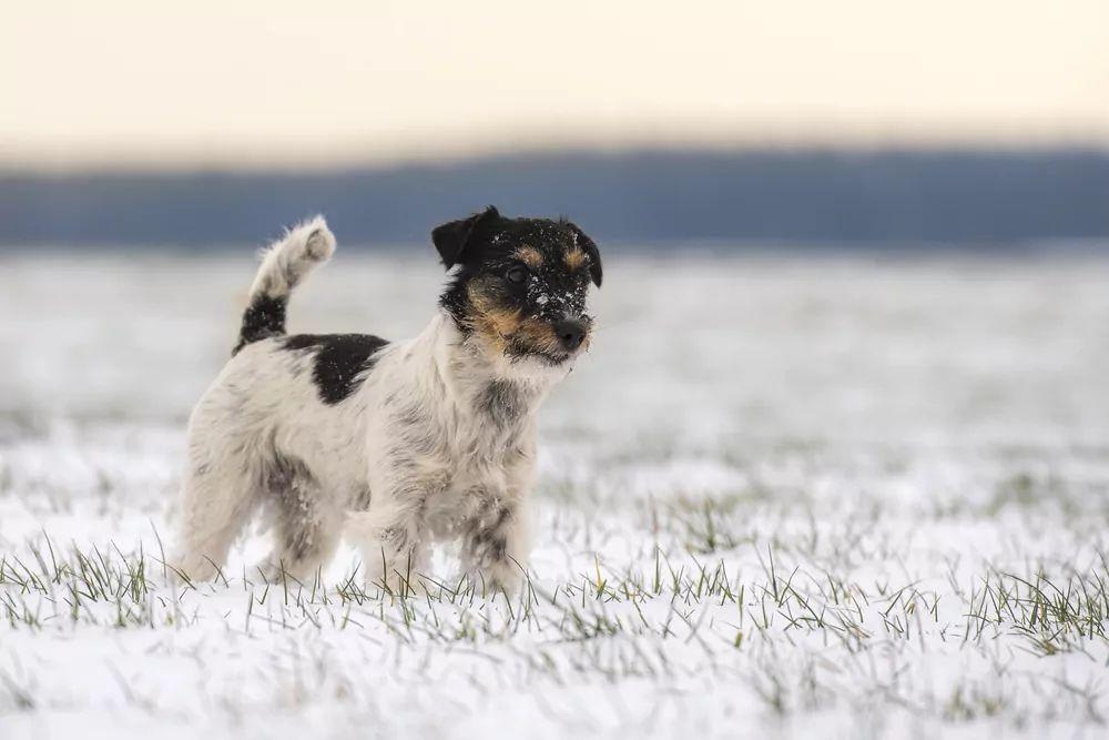 JRT na śniegu