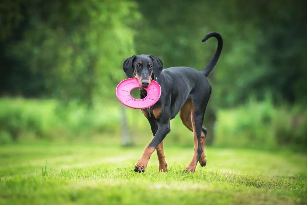 Doberman podczas zabawy