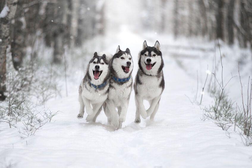 siberian husky