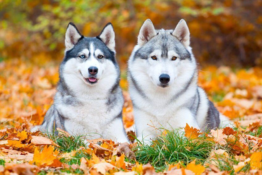 siberian husky